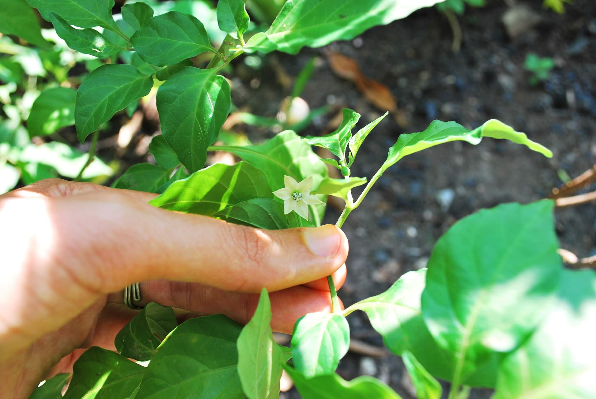 Capsicum chinense